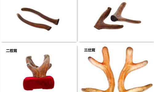 孕猫会得猫传腹吗-孕妇怀孕猫会有传染吗网 - 孕妇怀孕猫咪会有什么反应,孕妇怀孕猫会有传染吗怎么办