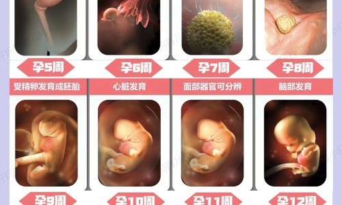 孕妇怀孕猫会有传染吗网 - 孕妇怀孕猫咪会有什么反应,孕妇怀孕猫会有传染吗怎么办