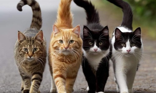 怀孕的猫会有狂犬病吗-孕妇怀孕猫会有传染吗网 - 孕妇怀孕猫咪会有什么反应,孕妇怀孕猫会有传染吗怎么办