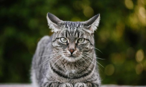 孕猫会得猫传腹吗-孕妇怀孕猫会有传染吗网 - 孕妇怀孕猫咪会有什么反应,孕妇怀孕猫会有传染吗怎么办